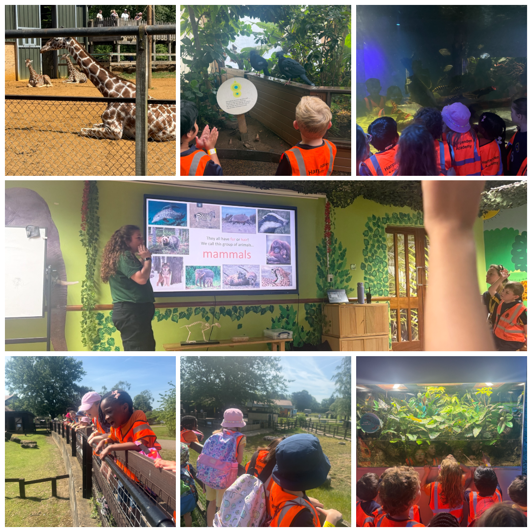 Collage zoo